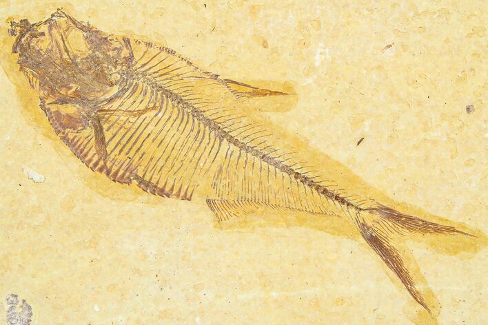 Detailed Fossil Fish (Diplomystus) - Wyoming #372323